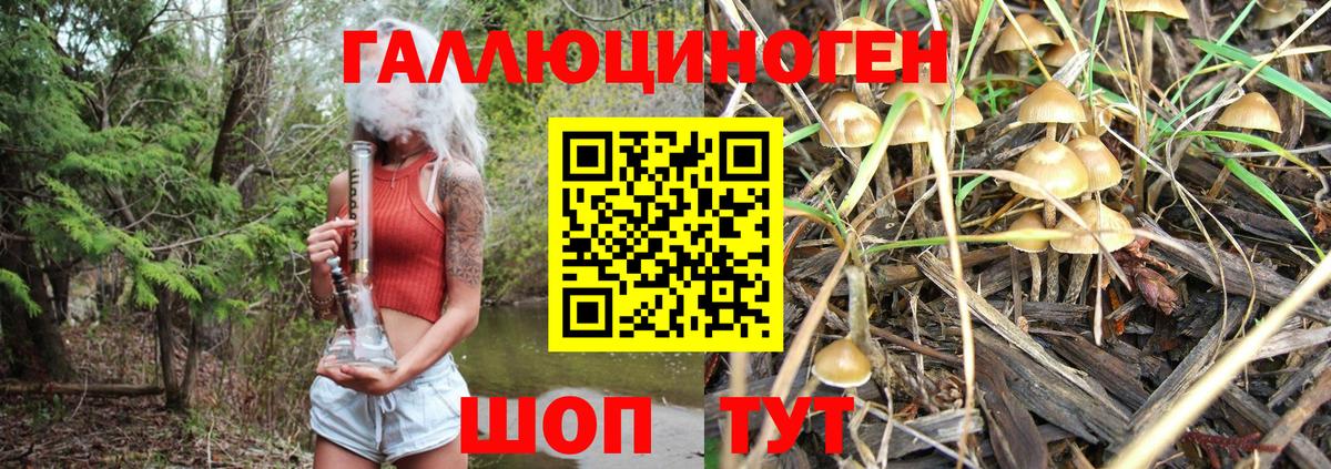 Дмитров  Галлюциногенные грибы Psilocybe  Вход с VPN 